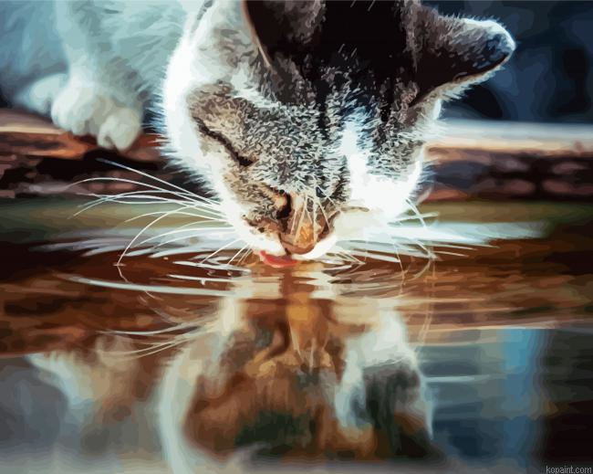 Cat Drinking Water Paint By Numbers