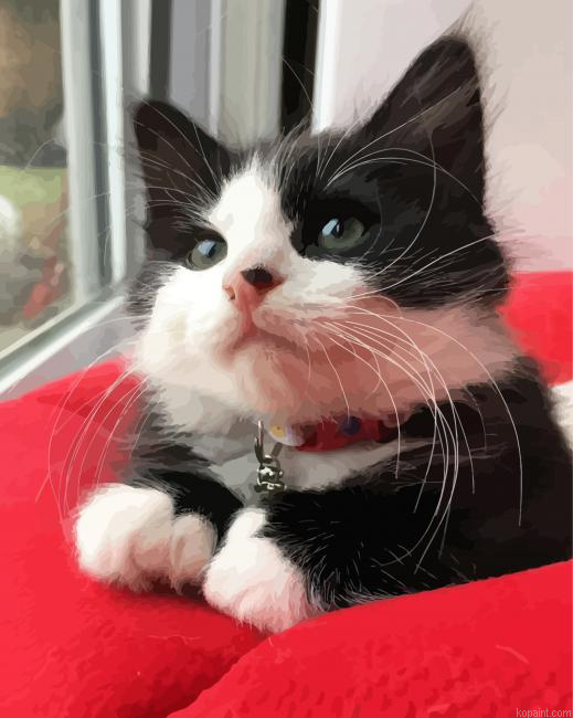 Cat Tuxedo Animal Painting By Numberss.png