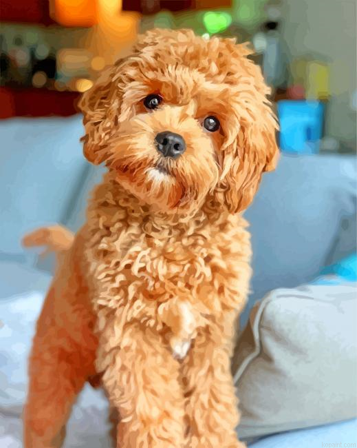 Cavapoo Puppy Painting By Numberss.png