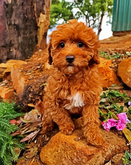 Cavoodle Puppy Painting By Numberss.png