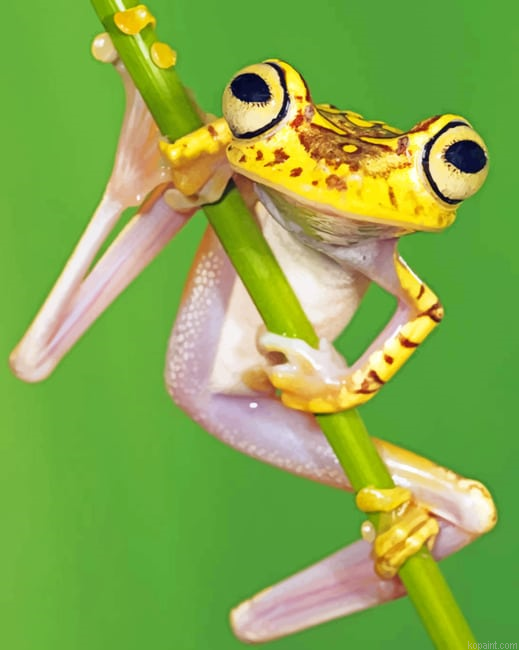 Chachi Tree Frog New Painting By Numberss.png