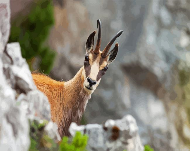 Chamois Animal Painting By Numberss.png
