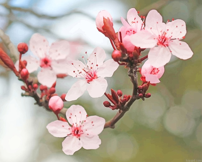 Cherry Blossom New Painting By Numberss.png