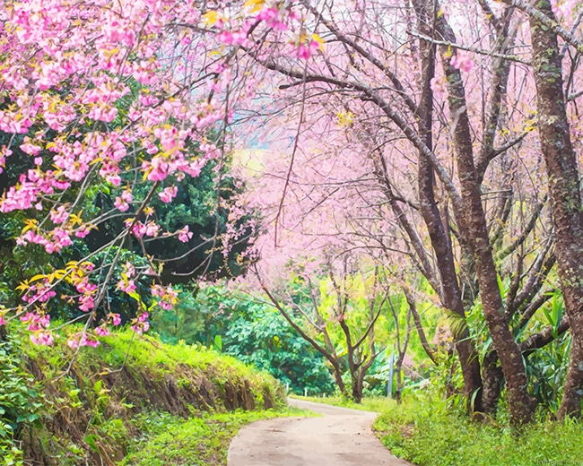 Cherry Blossom Trees New Painting By Numberss.png