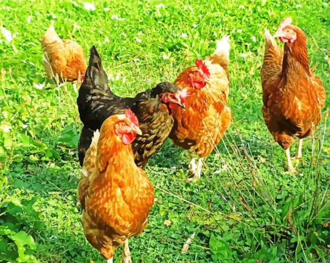 Chickens And Farming Painting By Numberss.png