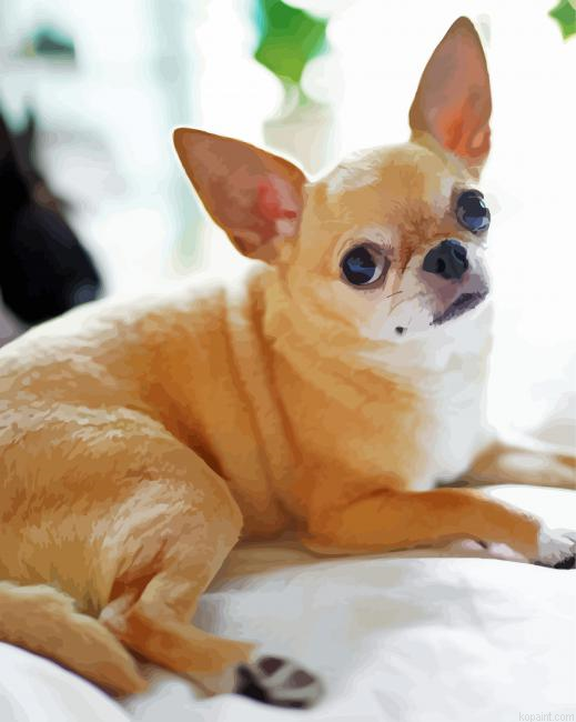 Chihuahua Animal Painting By Numberss.png