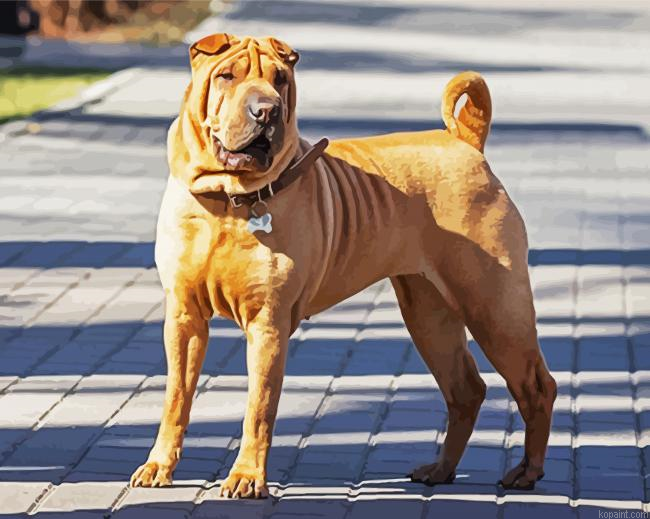 Chinese Shar Pei Standing On The Sidewalk Painting By Numberss.png