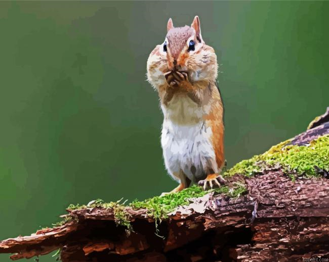 Chipmunk Animal Painting By Numberss.png
