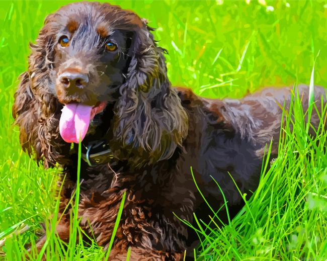 Chocolate Brown Field Spaniel Painting By Numberss.png