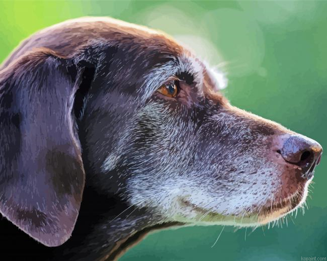 Chocolate Labrador Side Profile Painting By Numberss.png