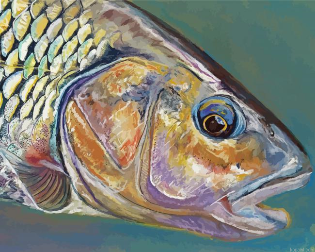 Chub Fish Close Up Painting By Numberss.png