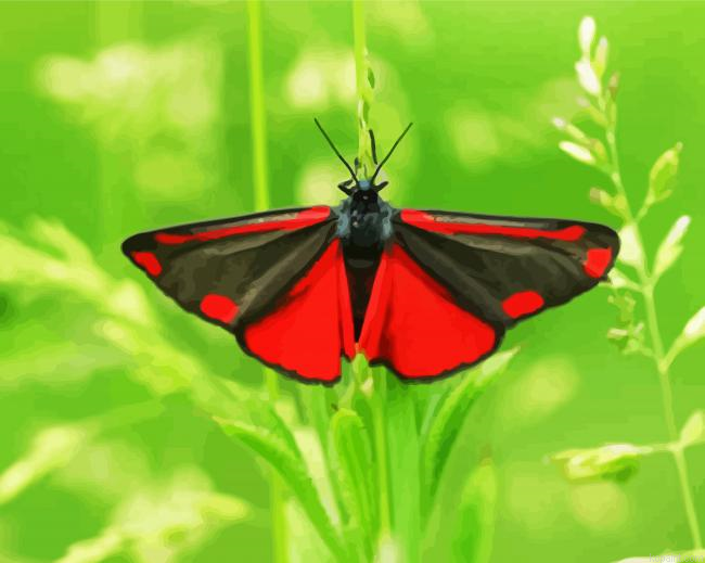 Cinnabar Moth Butterfly Painting By Numberss.png