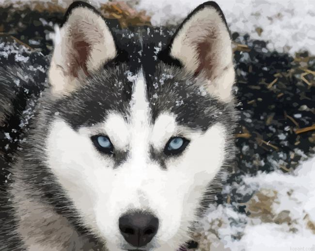 Close Up Alaskan Husky Painting By Numberss.png