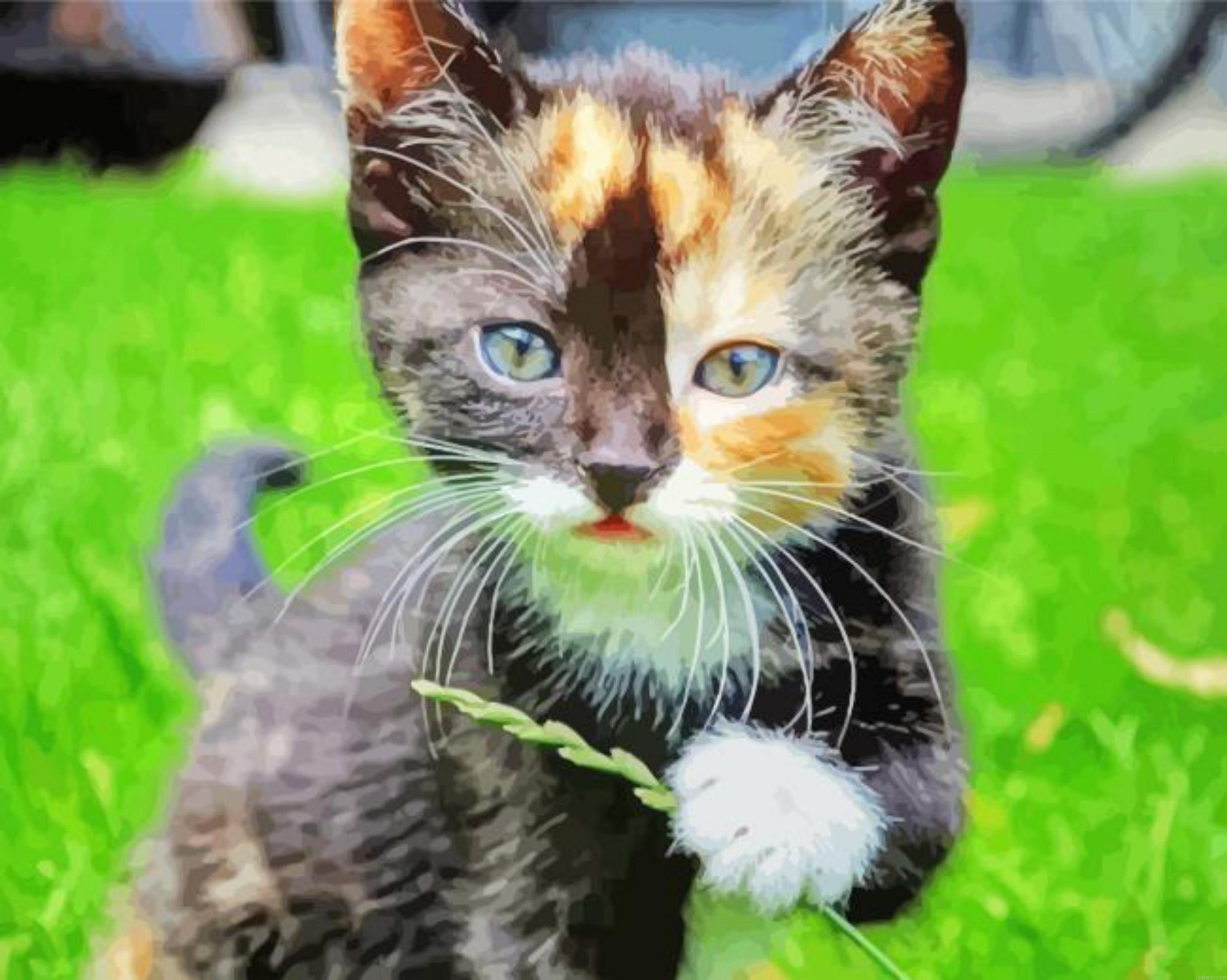 Close Up Black And Ginger Kitten Painting By Numberss.png