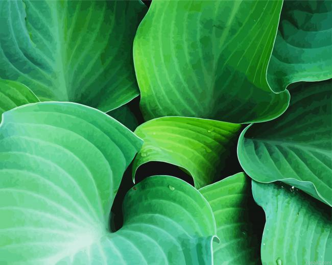 Close Up Hosta Art Painting By Numberss.png