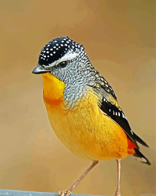 Close Up Pardalote Bird Painting By Numberss.png
