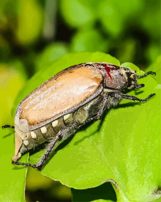 Close Up Scarab Paint By Numbers