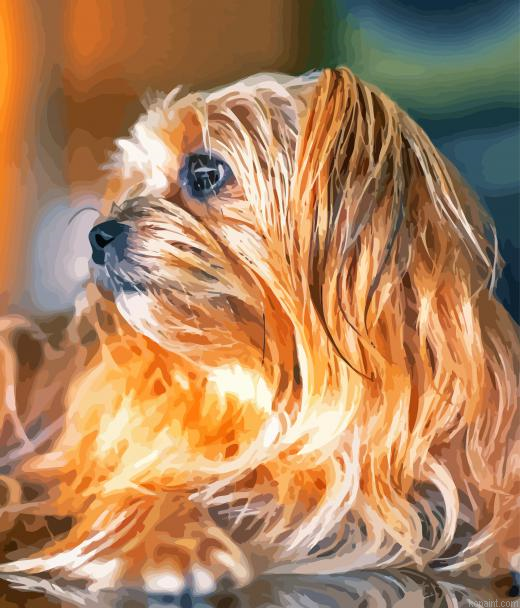 Close Up Shorkie Dog Painting By Numberss.png