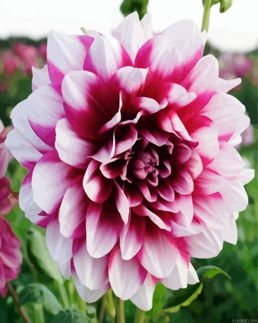Close Up White And Red Dahlia Flower Painting By Numberss.png