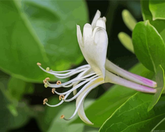 Close Up White Honeysuckle Painting By Numberss.png
