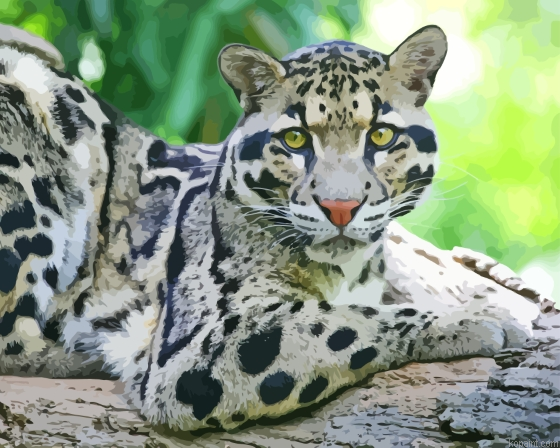 Clouded Leopard Animal Painting By Numberss.png