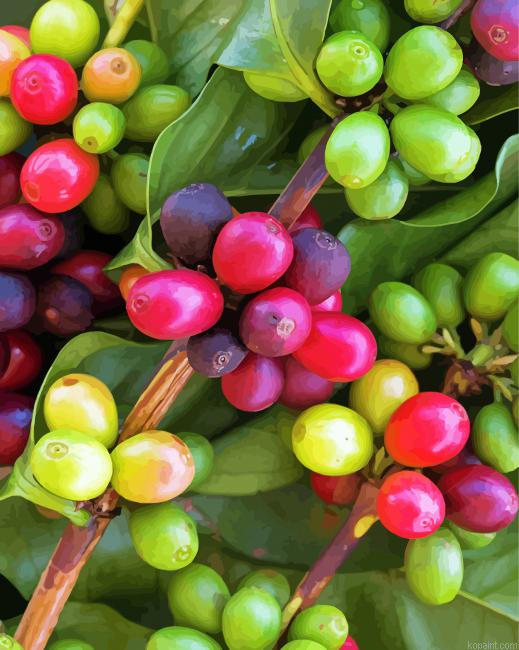 Coffee Plant Tree Paint By Numbers