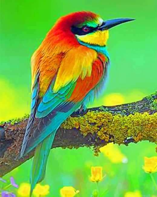 Colorful Bird Animals Painting By Numberss.png