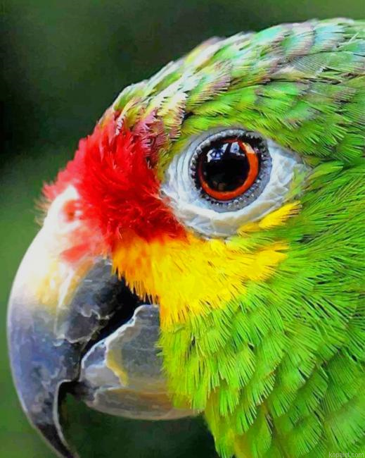 Colorful Bird Eye Close Up New Painting By Numberss.png