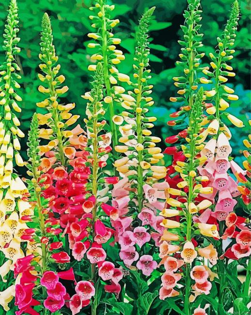Colorful Foxglove Plants Painting By Numberss.png