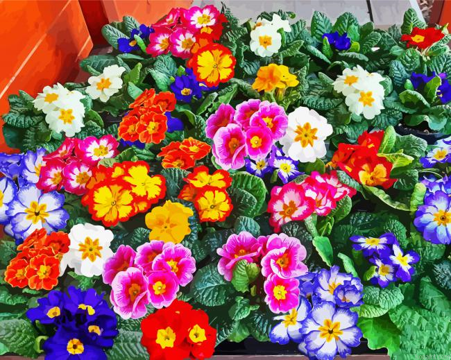 Colorful Primrose Painting By Numberss.png