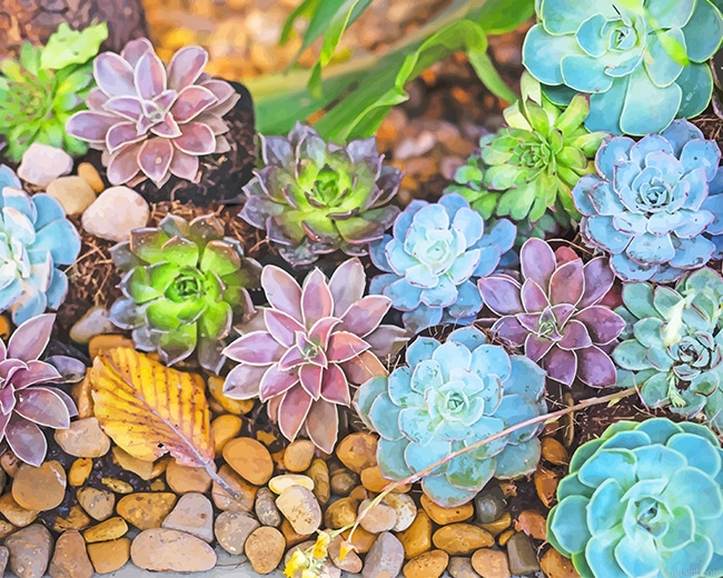 Colorful Succulents New Painting By Numberss.png