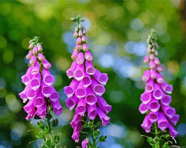 Common Purple Foxglove Painting By Numberss.png
