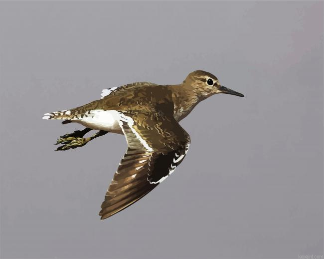 Common Sandpiper Bird Paint By Numbers.png