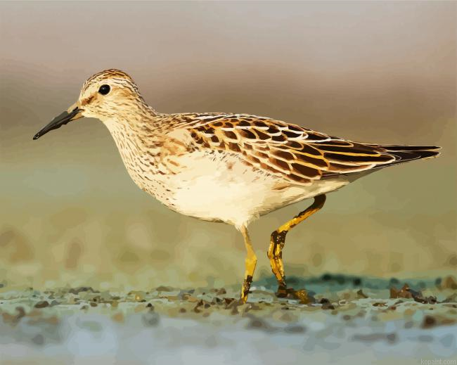 Common Sandpiper Paint By Numbers.png