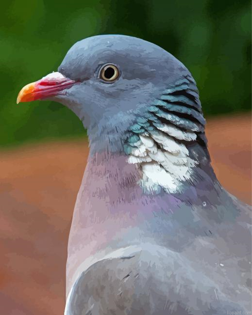 Common Wood Pigeon Painting By Numberss.png