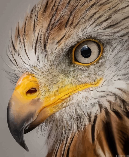 Cool Eagle Eyes Bird Painting By Numberss.png