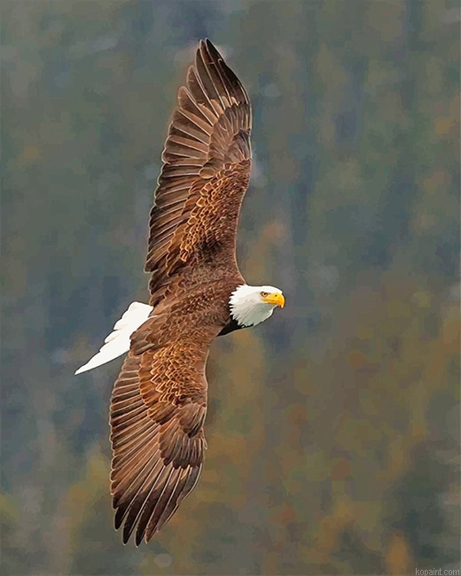 Cool Flying Eagle New Painting By Numberss.png