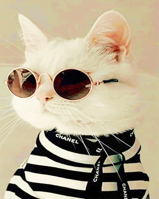 Cool Stylish Cat New Painting By Numberss.png