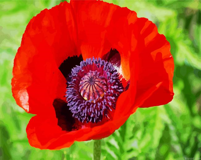 Coquelicot Poppy Paint By Numbers.png
