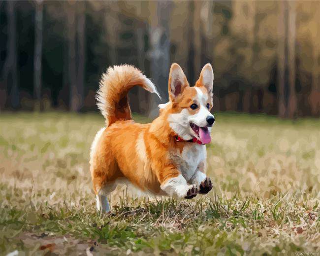 Corgi Puppy Painting By Numberss.png