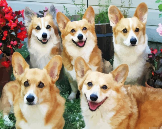 Corgis Animals Painting By Numberss.png