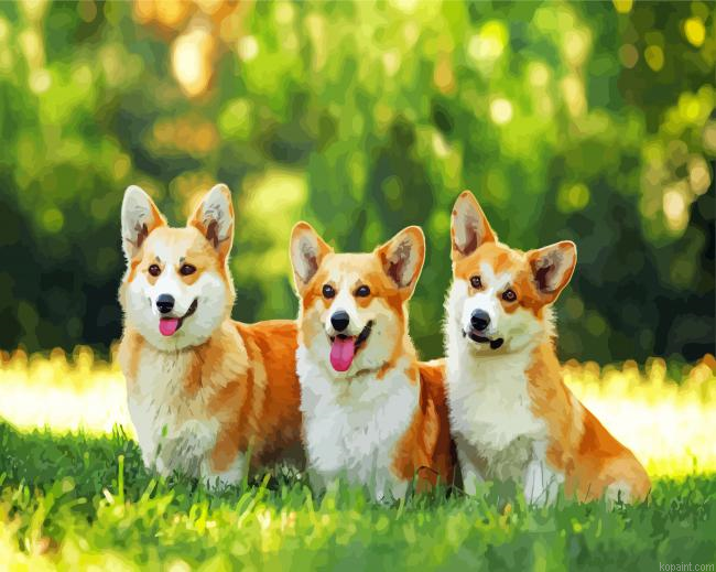 Corgis Puppies Painting By Numberss.png