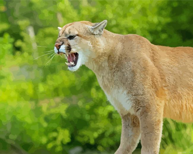 Cougar Animal Painting By Numberss.png