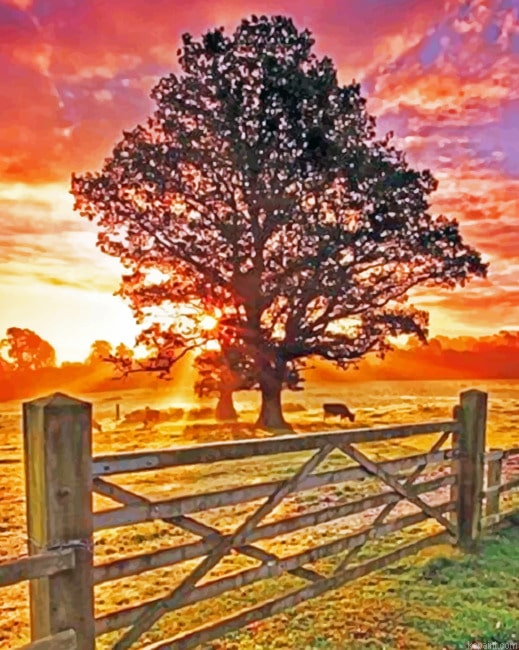 Country Sunset New Painting By Numberss.png