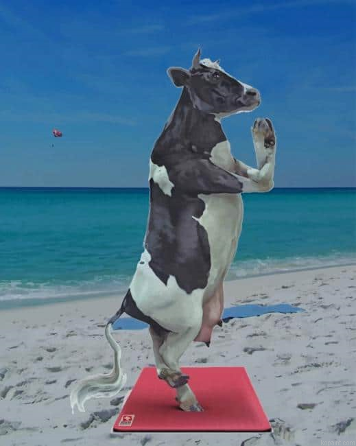 Cow Doing Yoga New Painting By Numberss.png