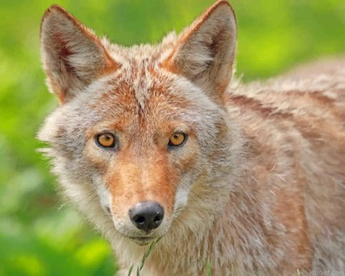 Coyote In A Field Paint By Numbers