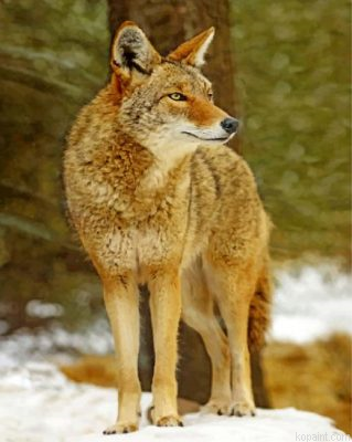 Coyote Wolf Painting By Numberss.png