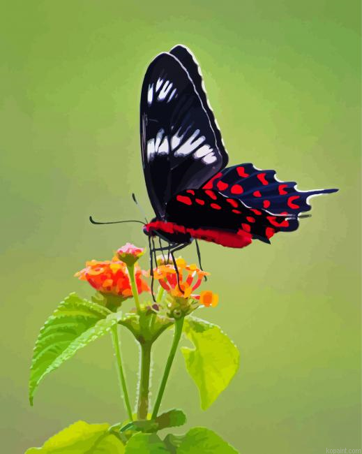 Crimson Rose Butterfly Painting By Numberss.png