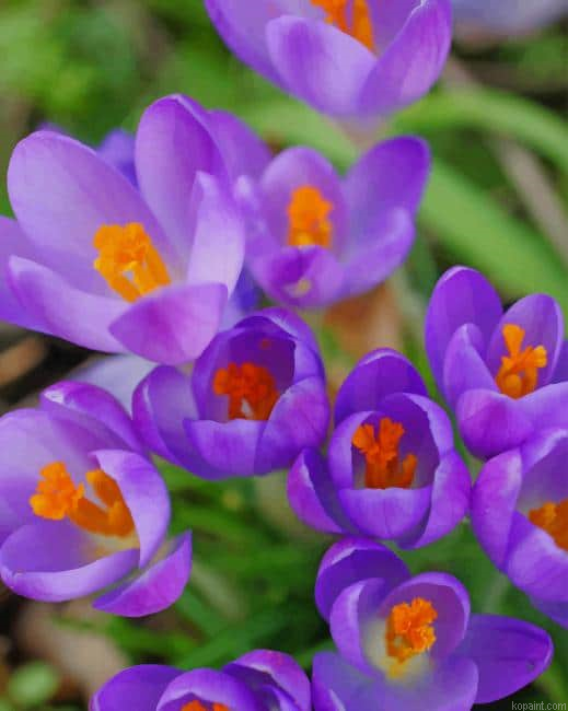 Crocus Vernus Plants Painting By Numberss.png