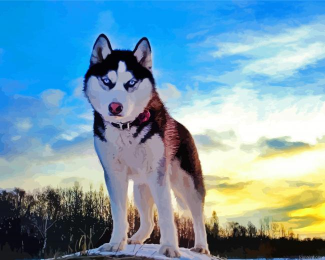 Cute Alaskan Husky Painting By Numberss.png